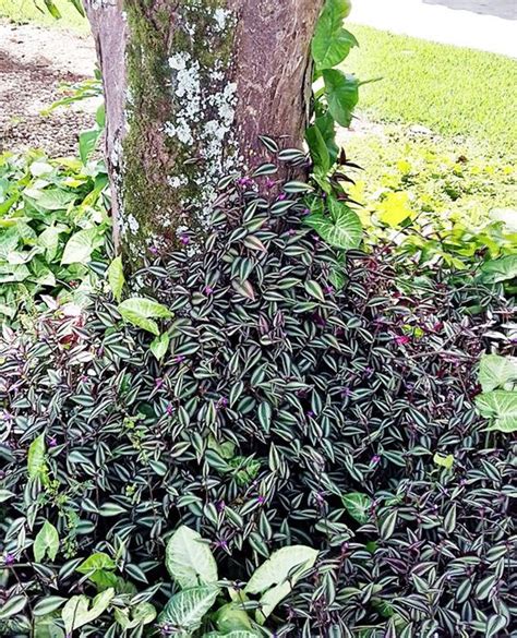 Lambari Roxo Tradescantia Zebrina Pesquisa Google Plantas