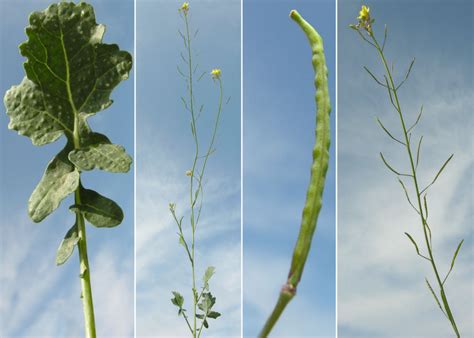 Brassica Fruticulosa Cirillo Subsp Fruticulosa Portale Della Flora D