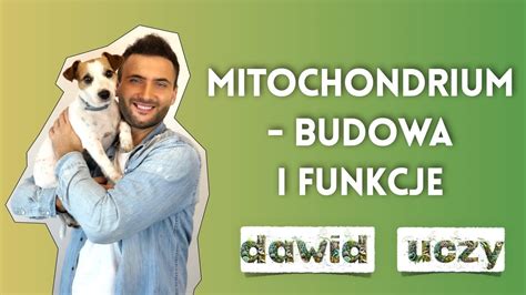 Mitochondrium Budowa I Funkcje YouTube