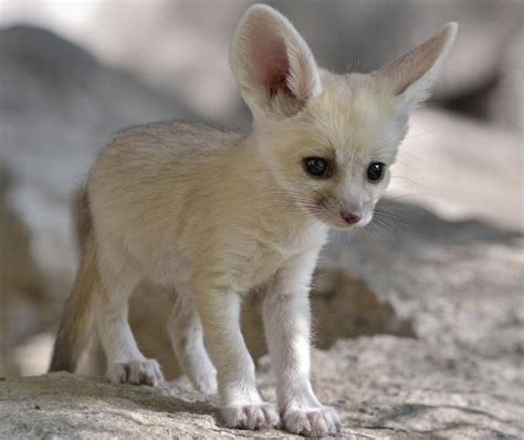 Fennec Fox Facts Size Lifespan Habitat Pictures