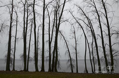 Wind Barrier Trees Photograph By Andre Paquin Pixels