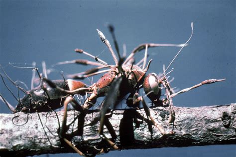 Zombie Ants and the Cordyceps Fungus | BUG UNDER GLASS