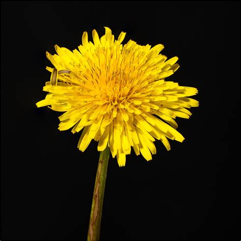 Common Dandelion Flower Free Photo On Pixabay Pixabay