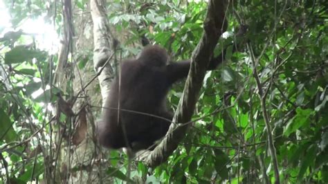 Swinging Gorillas Show Perfect Balance And Surprising Agility On