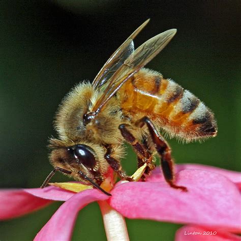 Honey Bee Photograph By Larry Linton Fine Art America