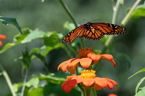 Monarch Butterfly Headed For The Tithonia Lowell Mi Vaughn