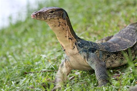 Asian Water Monitor Varanus Salvator Reptiles Pet Water Monitor