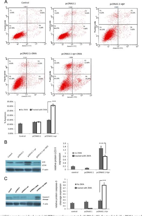 Figure 3 From The Role Of Autophagy In Thp‐1 Macrophages Resistance To Hiv‐ Vpr‐induced