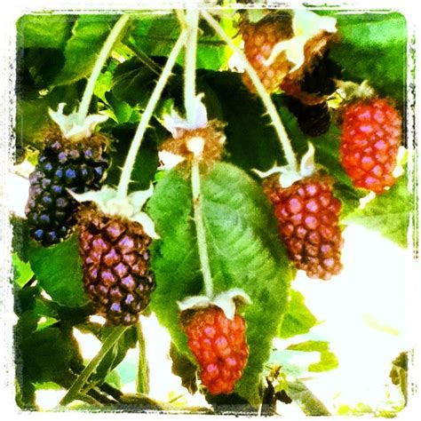 Pin by MaryJo Jesmer on Food Ideas | Marionberry, Berries, Farm gardens