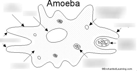 The Amoebas The Rhizopods Diagram Quizlet