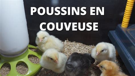 Poussins En Couveuse YouTube