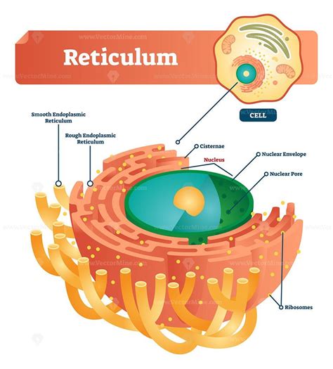 Reticulum labeled vector illustration scheme | Biology, Teaching biology, Learning science