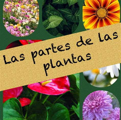 Las Partes De Una Planta Las Plantas