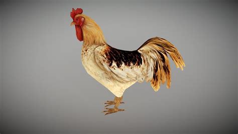 Cock 3d Models Sketchfab