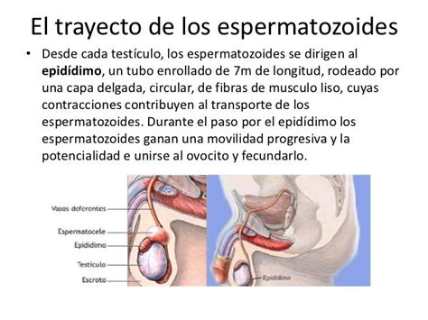 El Trayecto De Los Espermatozoides