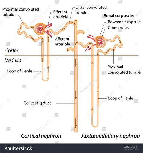 Nephron Cortex Images Stock Photos Vectors Shutterstock