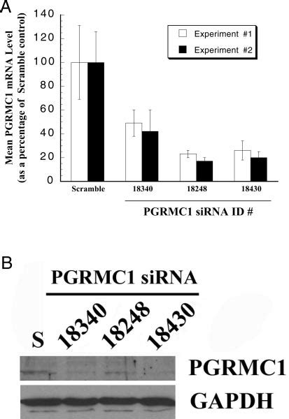 The Effect Of PGRMC1 SiRNA Treatment On The Levels Of PGRMC1 In Ovcar 3