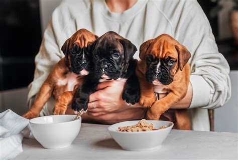 Los 10 Mejores Alimentos Para Perros Alto Nivel