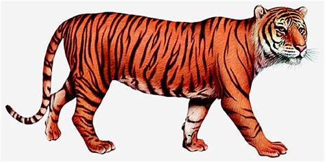 Tigre Larousse