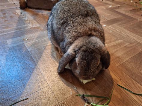 Widder Kaninchen Floki Ein Lieber Kerl Tierheim Amberg