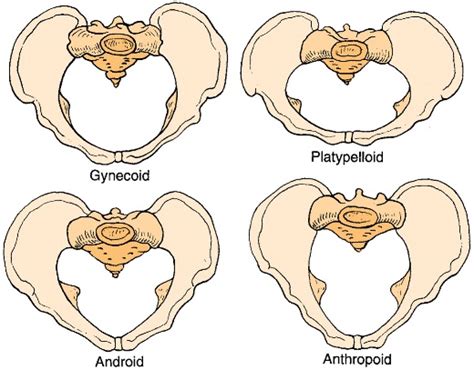 Pelvic Floor Anatomy Physiopedia