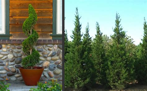 Buy Hetzi Columnar Juniper For Sale Online From Wilson Bros Gardens