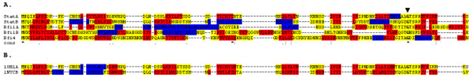 Structure And Sequence Based Alignments Of Staphostatins With Putative