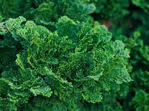 Кипарисовик туполистный. (около 300 семян) | Быстрорастущие деревья ...