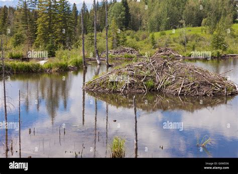 Castor Canadensis Beaver Lodge In Taiga Wetlands Stock Photo Alamy