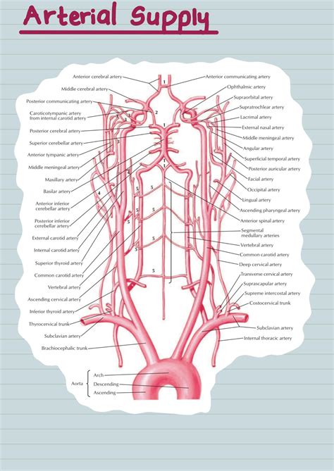 Solution Blood Supply Lymphatic Drainage Of Head And Neck Studypool