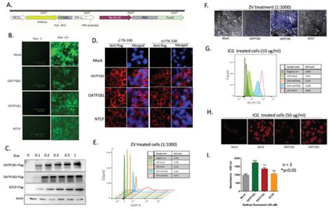 Utility Of Hepatic Transporters As Multimodal Gene Reporters For Cell