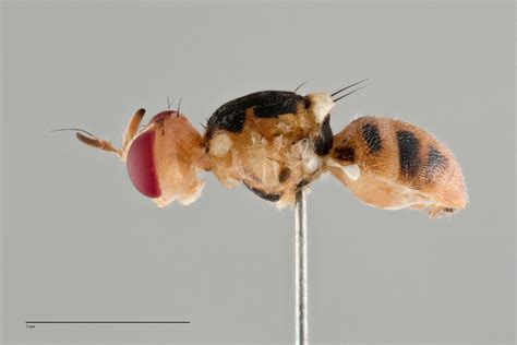 Bactrocera oleae - Fruit Fly ID Australia