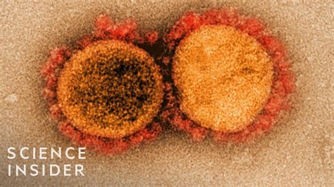 How Viruses Like The Coronavirus Mutate Youtube