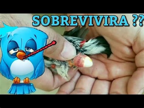 Huevo Atascado Atravesado Solucion Casera Youtube