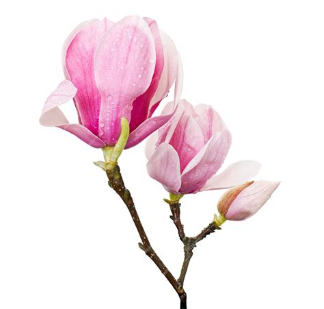 Premium Photo Magnolia Liliiflora Flower On Branch With Leaves Lily