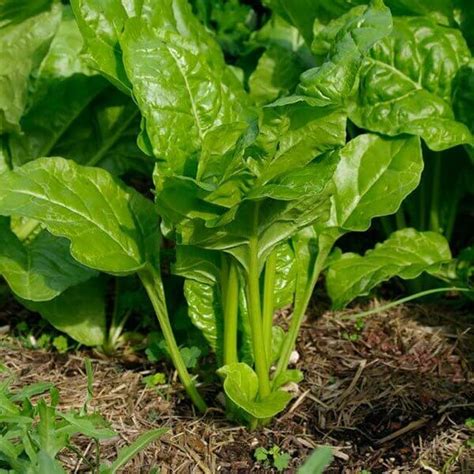 Spinacia Oleracea Spinach Plantinfo