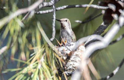 10 Super Cute Hummingbird Moments and Stories - Birds and Blooms