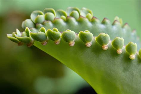 Bryophyllum Uriel Pharmacy