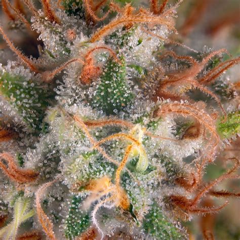 How to Interpret Terpenes | Mountain Girl Cannabis