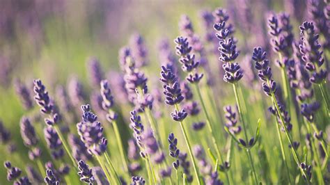 Le Pi Comuni Malattie Delle Piante Aromatiche E Officinali