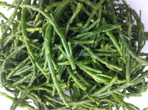 Raw Edible Plants Marsh Samphire Salicornia Europaea