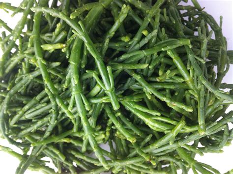 Raw Edible Plants: Marsh samphire (Salicornia europaea)