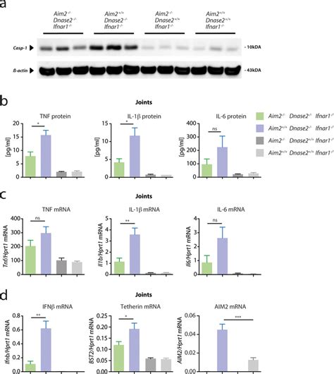 Gene Expression Of Proinflammatory Cytokines In Joints Of Dnase2