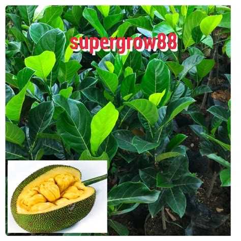 Jual Bibit Pohon Nangka Mini NM Di Lapak Supergrow88 Bukalapak