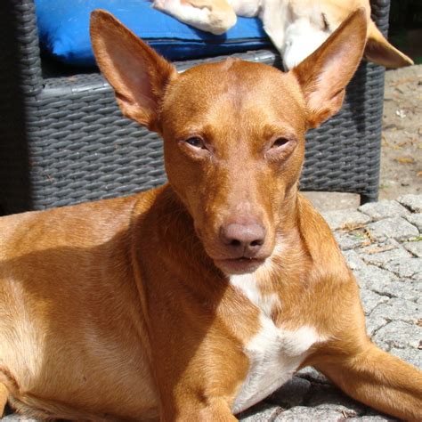 Podenco Nono Hat Ein Zuhause Salva Hundehilfe E V