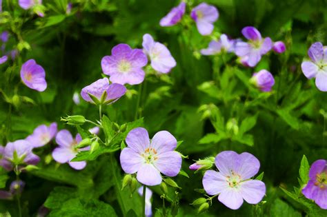 Kentucky Wildflowers Steve White Flickr