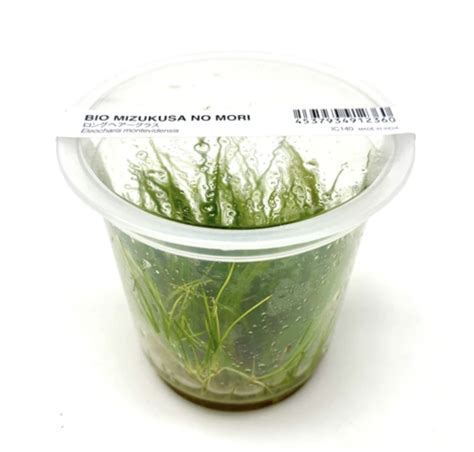 Eleocharis Montevidensis Easy Scape