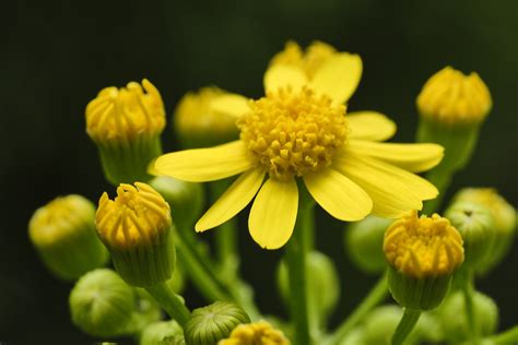 Butterweed Packera Glabella Fujifilm X T2 Pro Neg Hi Si Flickr