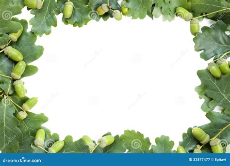 Frame Of Oak Leaves And Acorns Stock Image Image Of Branch Isolated