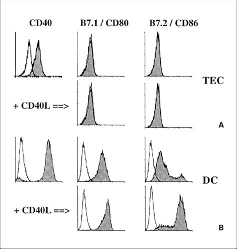 Analysis Of CD80 CD86 Expression On TECs And Dendritic Cells A